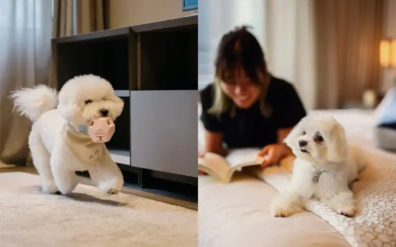 A composite image of a puppy in a Dao by Dorsett AMTD Singapore bedroom.