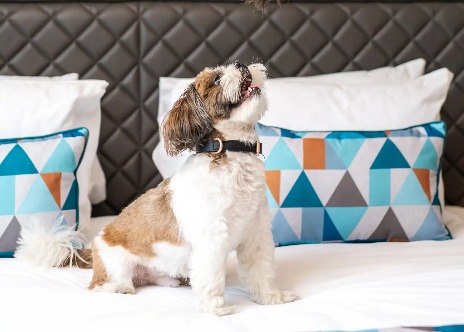 Puppy on a Dao by Dorsett hotel room bed.