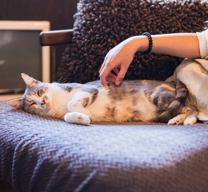 Purrfect Pause at Java Whiskers White City