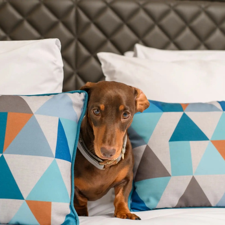 A dog on a bed in a Dao by Dorset North London bedroom.